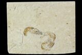 Three Cretaceous Fossil Shrimp Plate - Lebanon #107665-1